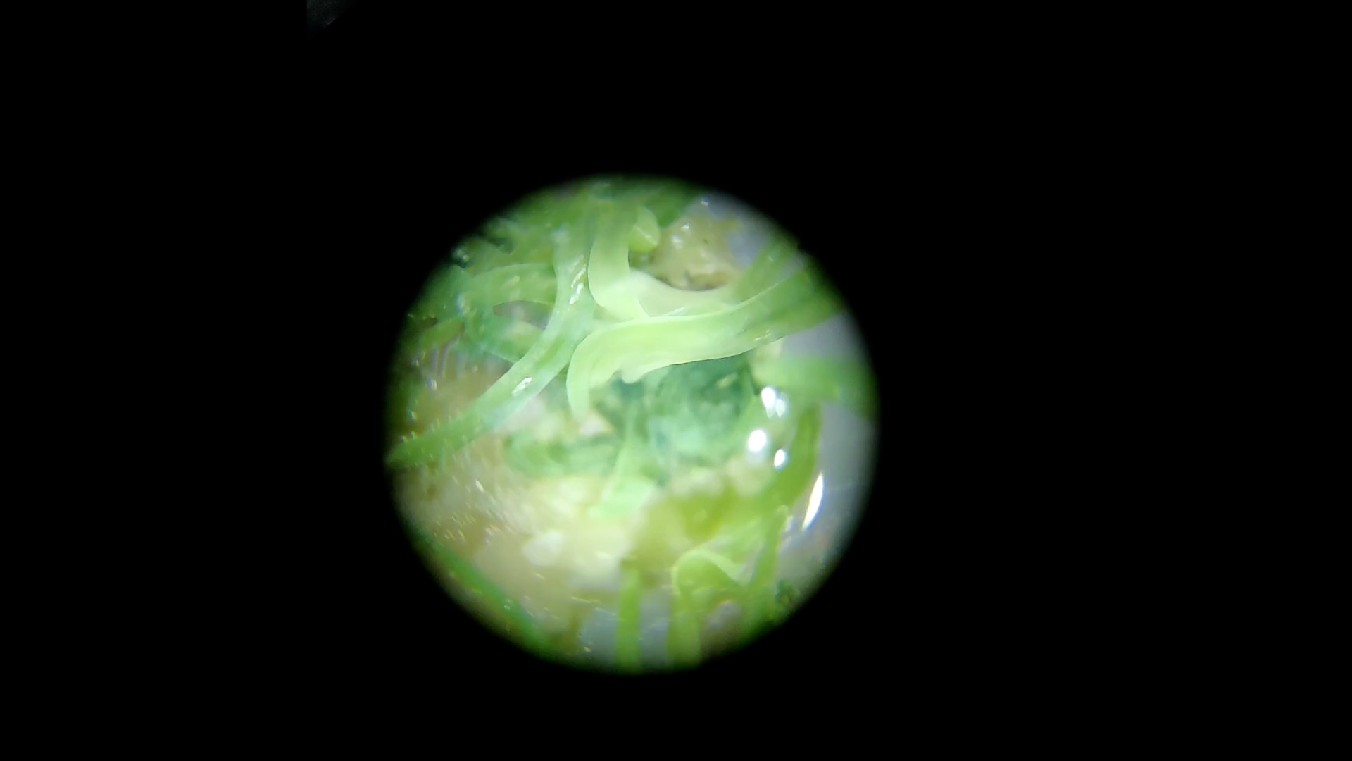 Mikroskopisk billede af grønt plantevæv set gennem linse som illustration af celler og genetiske processer.