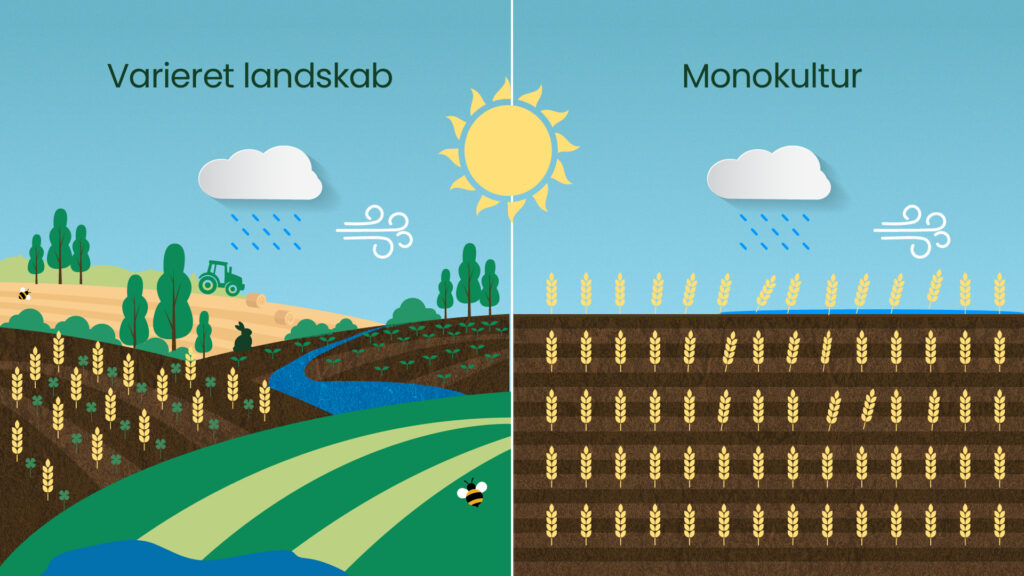 Illustration der sammenligner et varieret landbrugslandskab med vandløb, træer og biodiversitet med en ensartet monokulturmark uden variation.