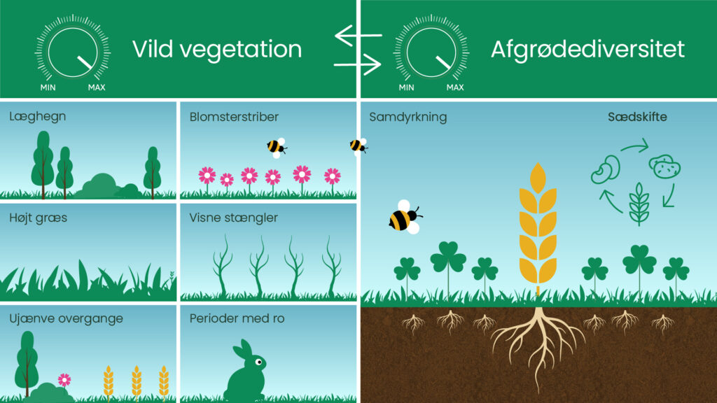 Infografik der viser sammenhængen mellem vild vegetation som læhegn og blomsterstriber og dyrkningsmetoder som samdyrkning og sædskifte.