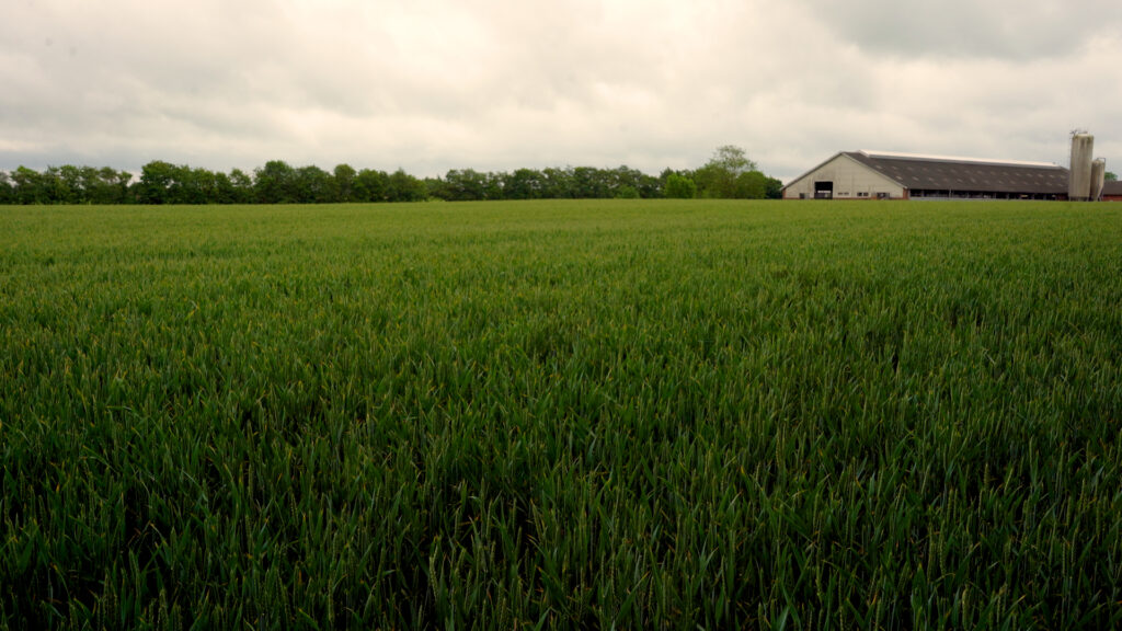 Mark med vinterhvede i vækst foran landbrugsbygning under overskyet himmel