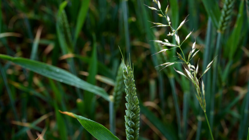 Nærbillede af kornaks i mark med grønne strå, anvendt som efterafgrøde til jordbeskyttelse og ukrudtskontrol