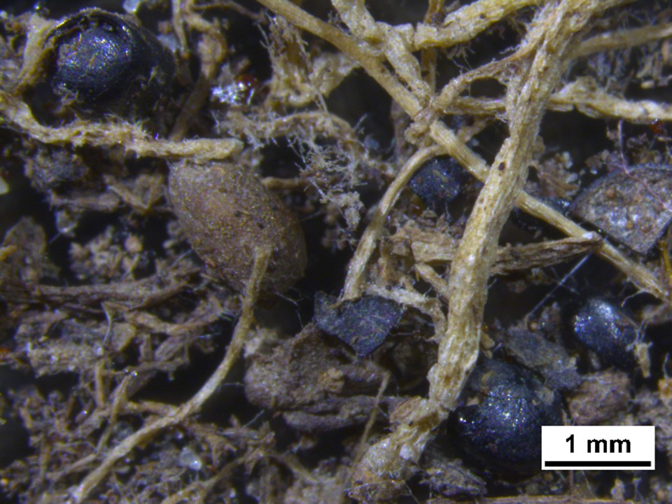 Mikroskopbillede af partikulært organisk materiale (POM) i jord med planterødder og frøskaller