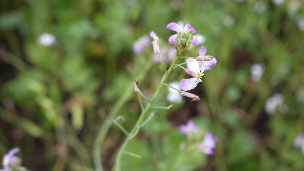 Blomstrende efterafgrøde i mark som beskytter jorden og fremmer biodiversitet