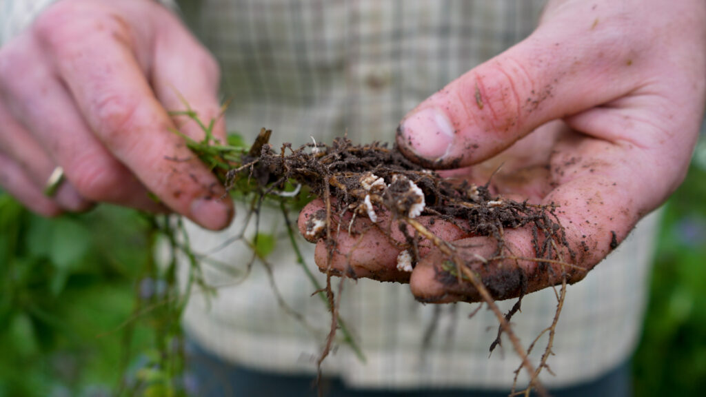 Plante med rødder og kvælstoffikserende knolde holdes i hænder og viser symbiose med bakterier