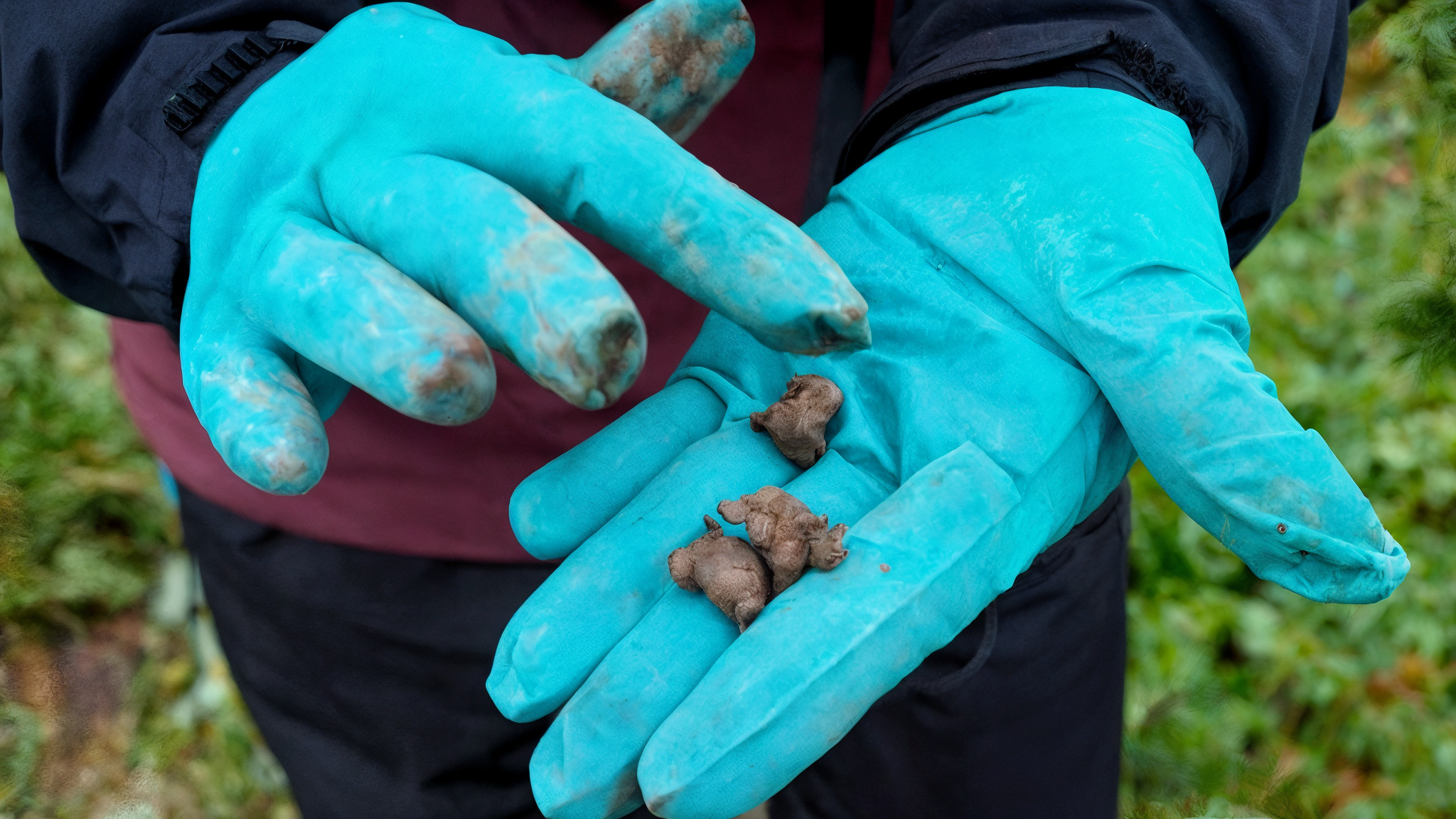 Veronika Hansen holding soil samples during a field test, demonstrating soil texture and structure using a simple hand assessment