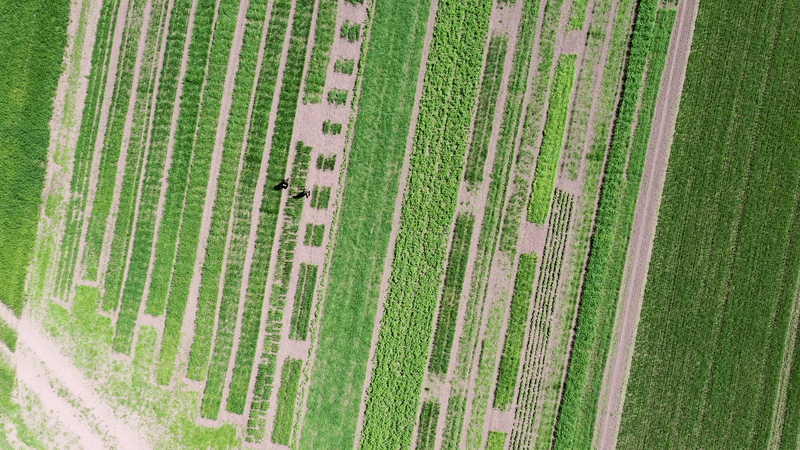 Anders Borgen undersøger en hvedeplante i en forsøgsmark i Støvring som led i arbejdet med planteforædling og udvikling af nye kornsorter.