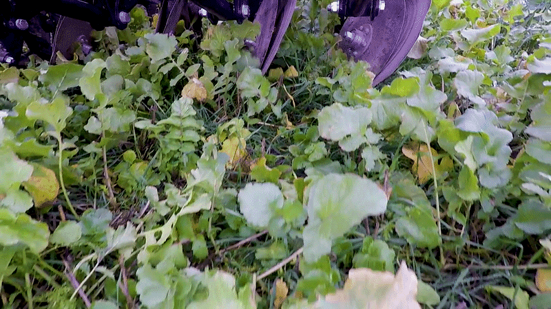 Weaving GD600T direct drill sowing seeds in a no-till field with minimal soil disturbance and crop residue cover