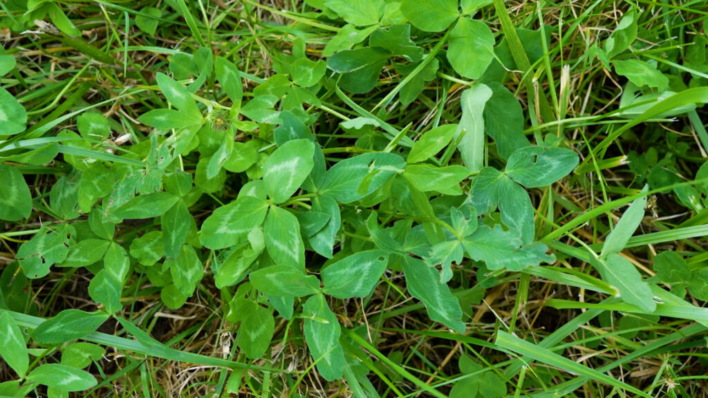 Græs og kløver i tæt plantedække, anvendt som efterafgrøde til jorddække og forbedring af jordstruktur