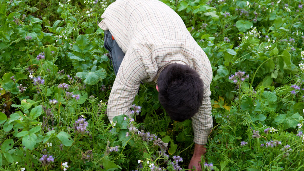 Person undersøger forskellige planter i en mark med blandede afgrøder og blomster som eksempel på samdyrkning og høj plantediversitet