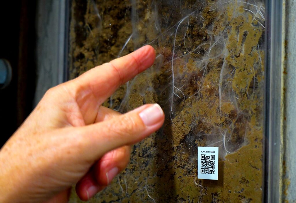 Finger peger på fine rodhår i jordprofil bag gennemsigtig plade i forskningsanlæg