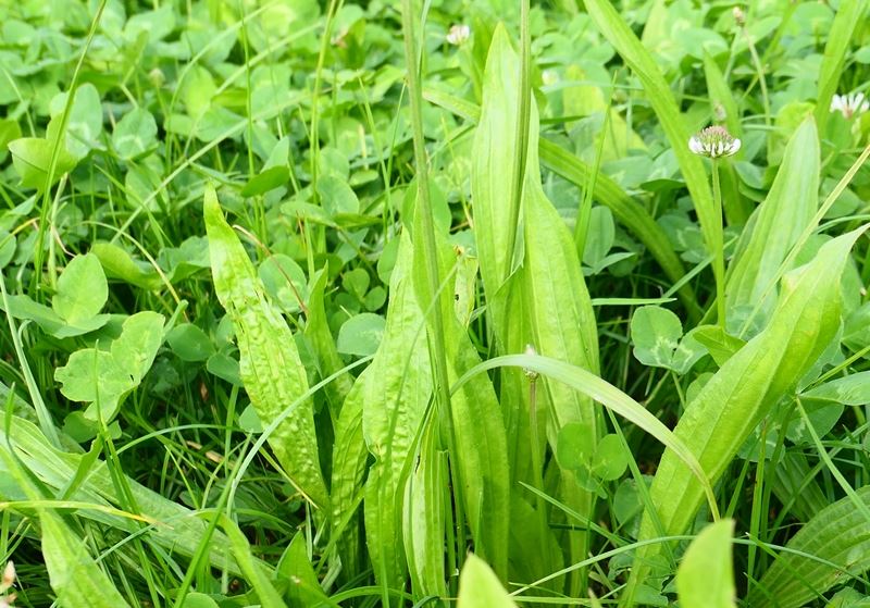 Vejbred i grønt plantedække sammen med kløver og græs, anvendt som efterafgrøde til at fremme jordens biologi