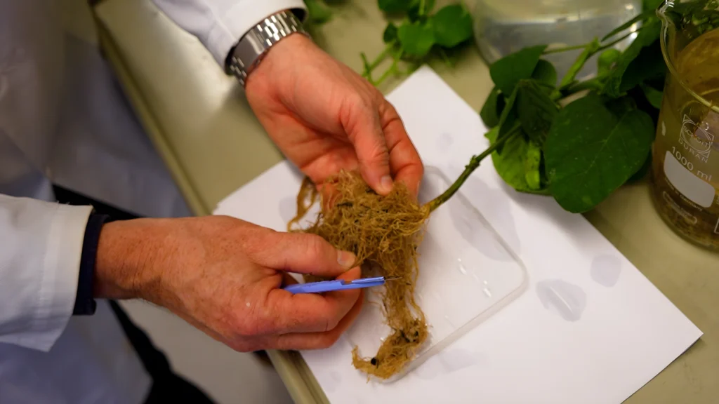 Kristian Holst Laursen undersøger planterødder og proteinafgrøder i laboratoriet på Københavns Universitet.