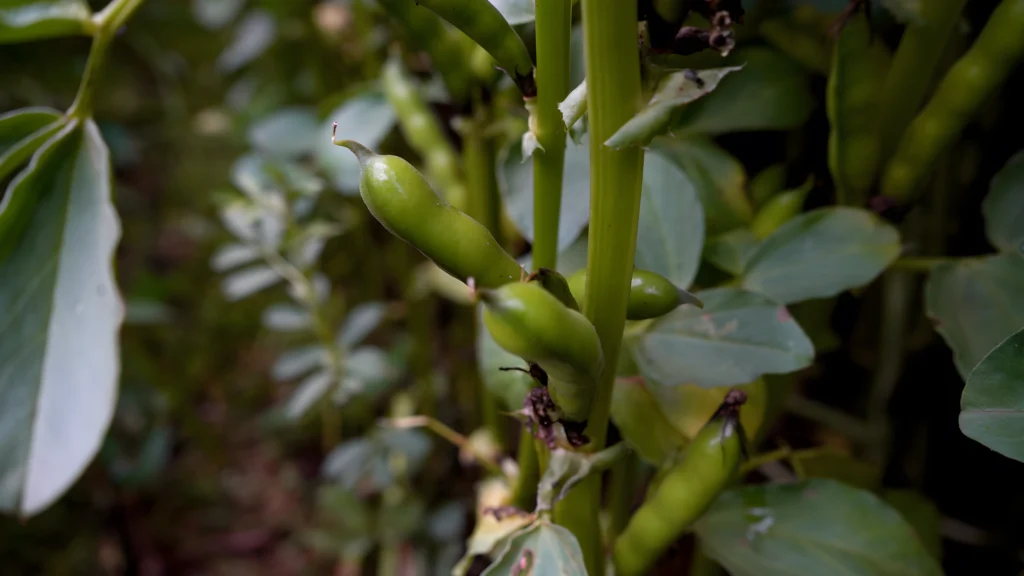 Nærbillede af grønne hestebønner på plante i dansk landbrugsmiljø.