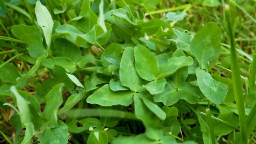 GRÆSPROTEIN KAN BLIVE FREMTIDENS LOKALE PROTEINKILDE Nærbillede af kløver og græs i en mark. Græs og bælgplanter som kløver bruges i forskning og bioraffinering til at producere græsprotein som alternativ til importeret soja.